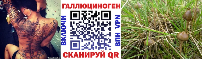 Псилоцибиновые грибы MAGIC MUSHROOMS  где купить наркотик  Дыгулыбгей 